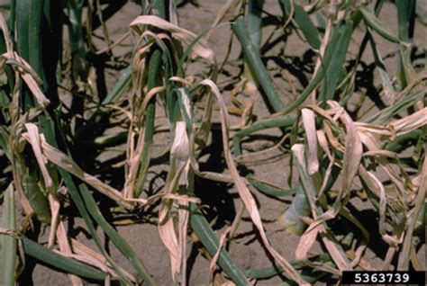 nmsu onion diseases   mexico