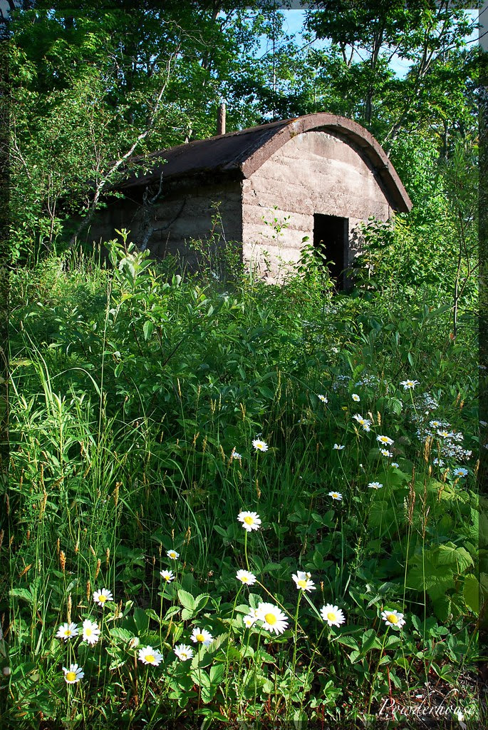 A small cement building with a curved roof and doorway, hidden among overgrown weeds and daisies.