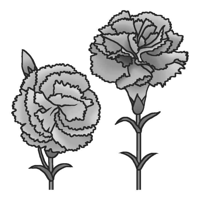 カーネーション3 モノクロ 春の花 無料イラスト素材