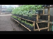 43+ Ide Terpopuler Rak Tanaman Sayur Dari Bambu