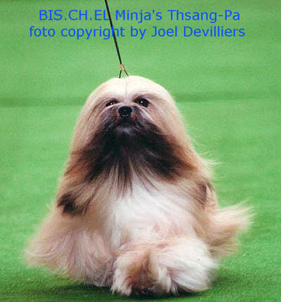 All about the Lhasa Apso dogs All about the Lhasa Apso dogs