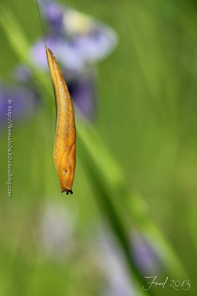 IMG_2081-signée