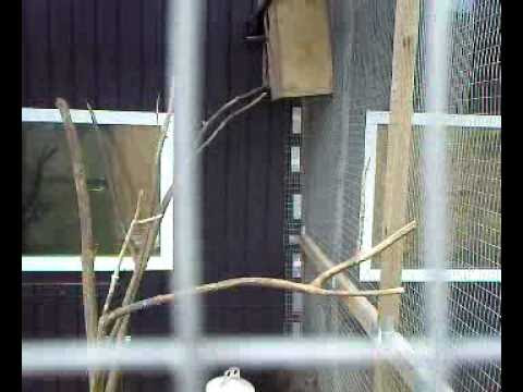 kinesisk egern , Sciurus Vulgaris Orientalis