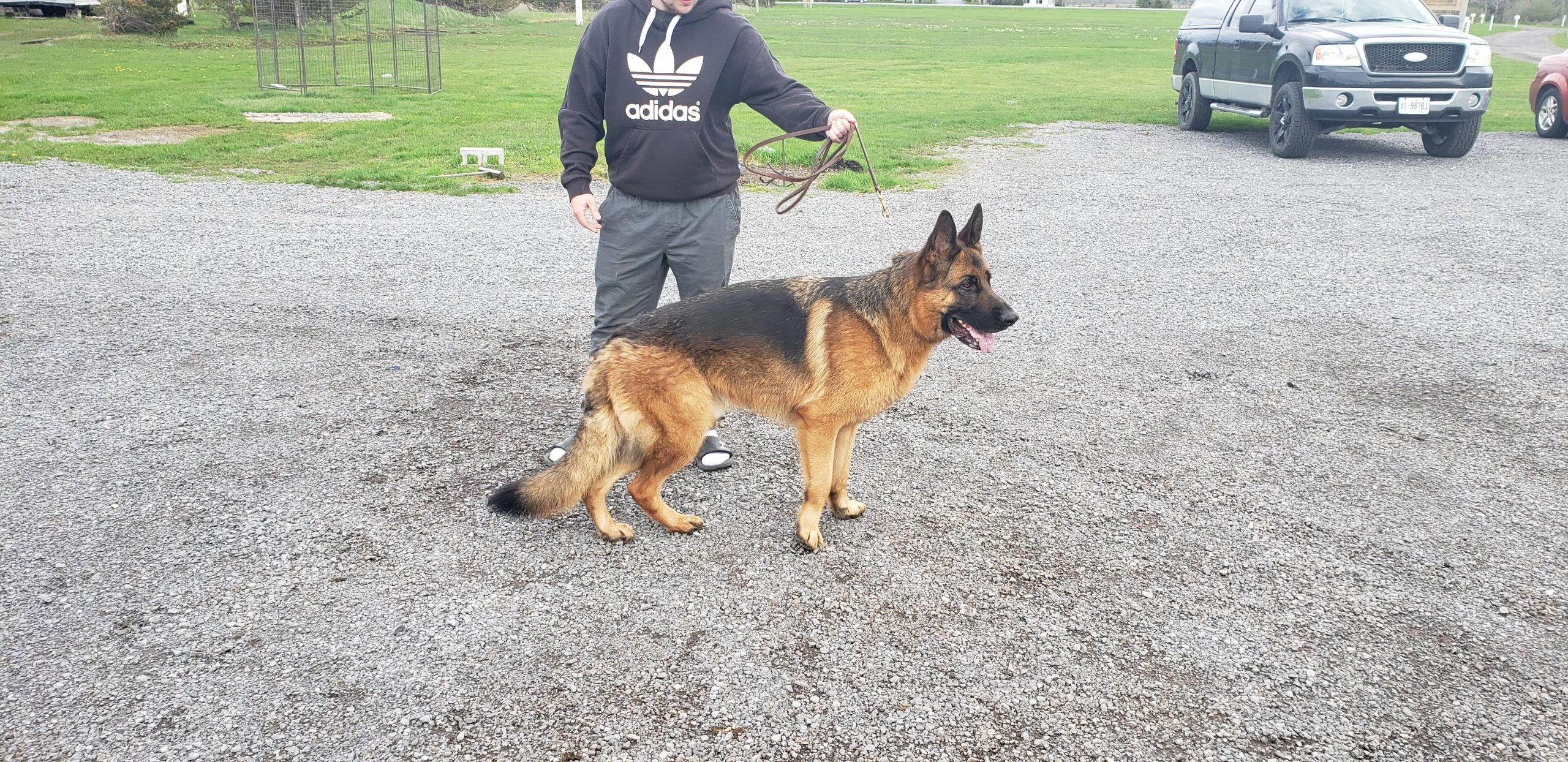 german shepherd puppies for sale - Checking include nearby areas will expand your search