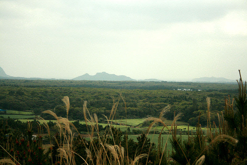 Bestand:Gotjawal Forest on Jeju Island-01.jpg