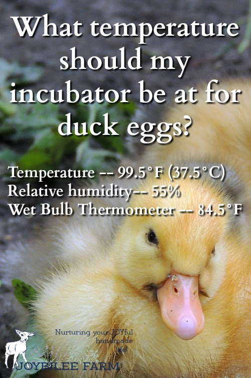 What is the right temperature for egg incubator