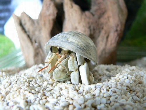 オカヤドカリ生体 オカヤドカリ 海からの幸せ