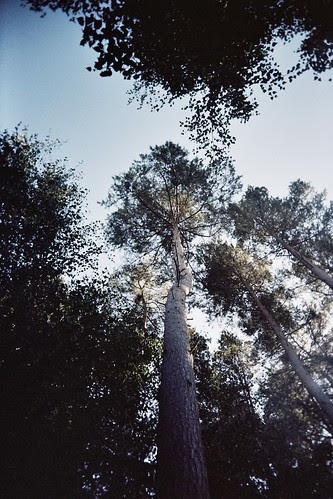 Tall Trees