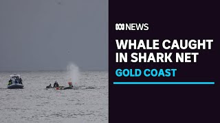 Efforts to resume to free humpback whale tangled in netting off Gold Coast | ABC News