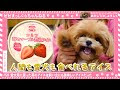 √100以上 犬 いちごアイス 119110-犬 いちごアイス