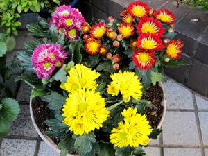 秋の花 早くも出回り始めた風車菊 花と旅のあるくらし