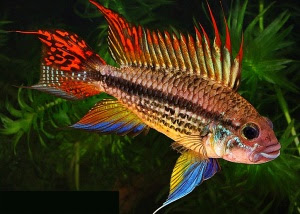 cichlid fish