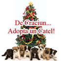 Adoptii Caini