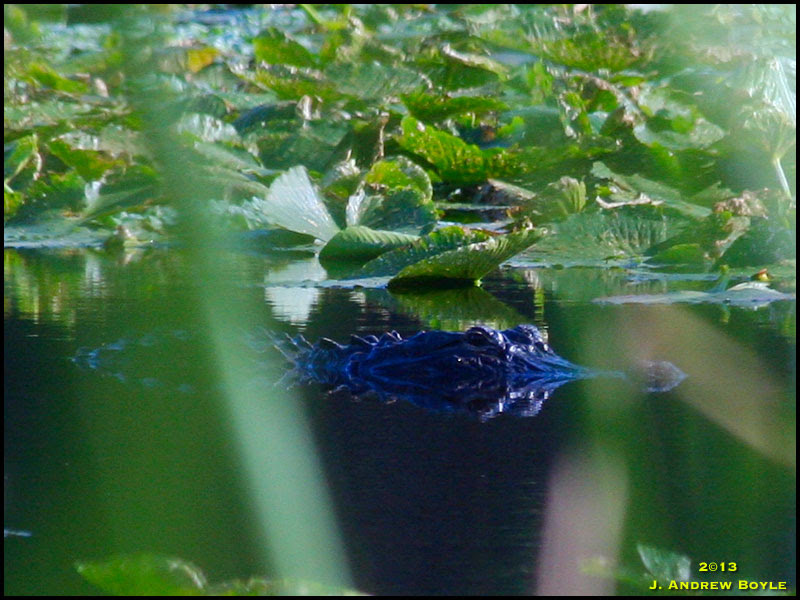 American Alligator