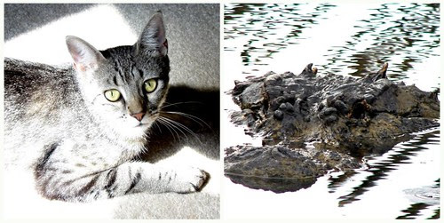 Kitty-cat ears and the spikes atop alligator heads...
