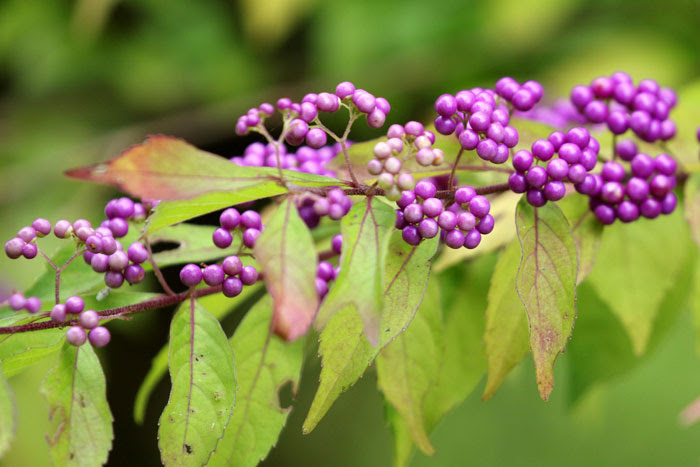 樹木シリーズ59 ムラサキシキブ コムラサキ あきた森づくり活動サポートセンター