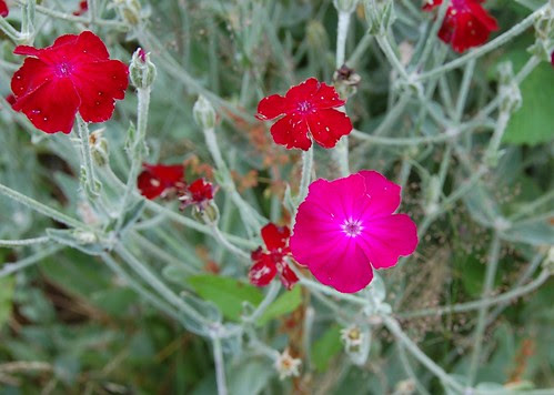 pinkness