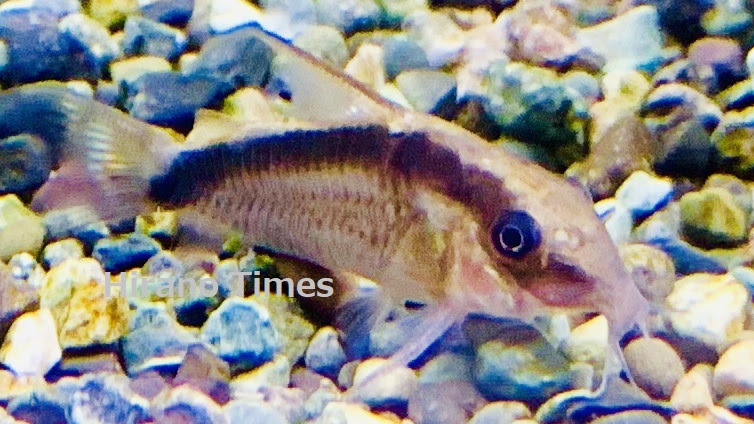 熱帯魚 コリドラスアークアタス Hirano Times