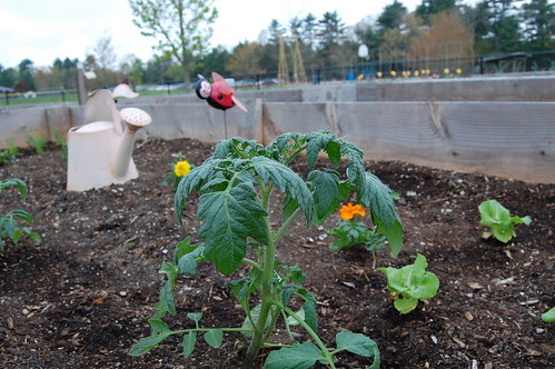 CommGardens_20120421 019