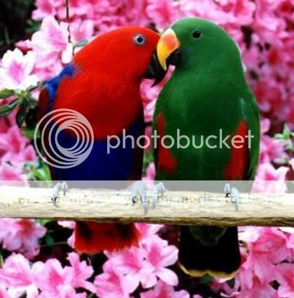 wallpapers of love birds. altquot;Myspace Love birds