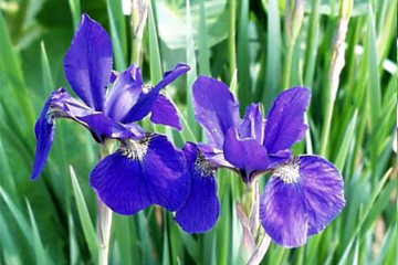 ６月６日 菖蒲 あやめ ３６６日への旅 誕生花編 今日は誕生花