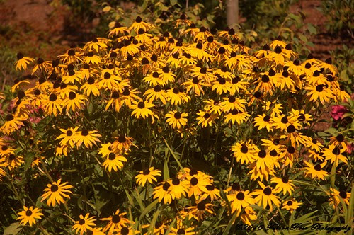 09-08-2010_daisies_wm