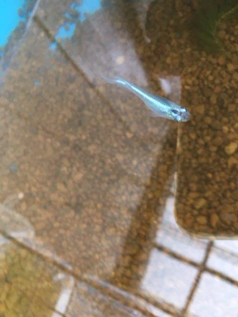 幹之から採卵して２週間がたったら沢山の稚魚が産まれました