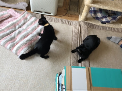 黒猫感謝の日 Cat Cafe ねこびやか 黒猫cm 姫路駅前の猫カフェ