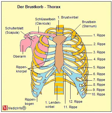 Medizinfo Orthopadie Anatomie Des Brustkorbs Thorax