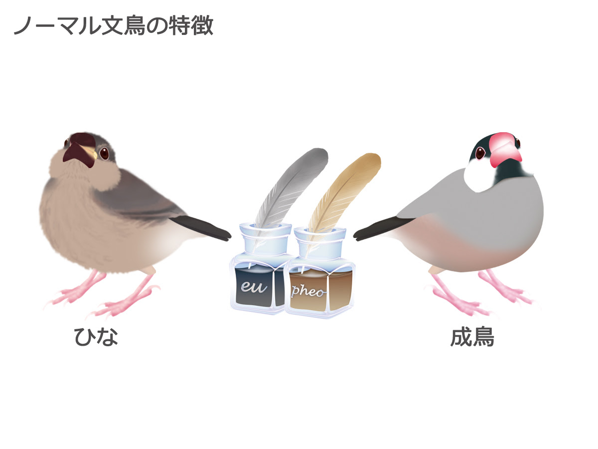 楓工房 文鳥の羽色で学ぶゆる遺伝学 4