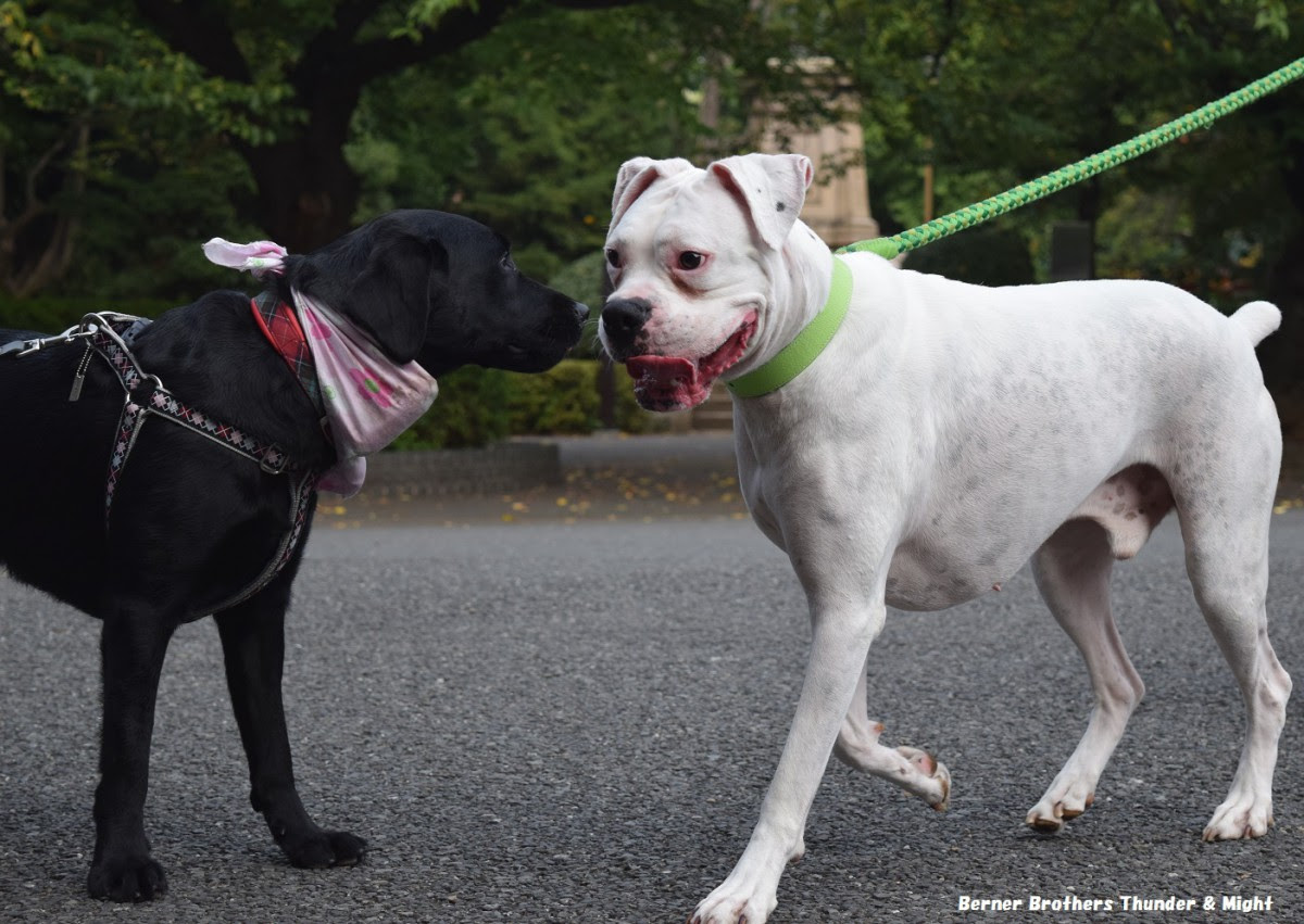 ある大型犬の運命 Berner Brothers Thunder Might