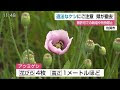 いろいろ ケシ花 891695-罌粟花