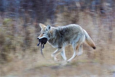 By debbie wolfe bobvila.com and its partners may earn a commission if you purchas. Coyotes are not major predators of pheasants or their
