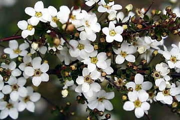 ３月１１日 雪柳 ゆきやなぎ ３６６日への旅 誕生花編 今日の誕生花
