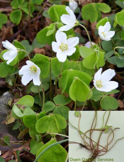 Wood Sorrel Recognition