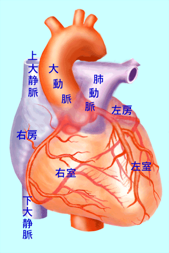 冠動脈の走行