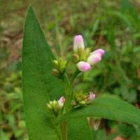 はなq 花の色から検索 夏に咲くピンク 桃色の花を写真で探す草花 樹木の図鑑