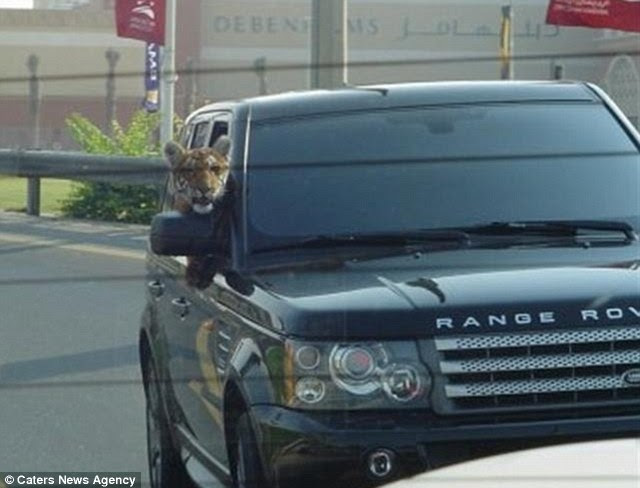 Is that a four by ROAR? Drivers in Dubai were stunned to see this tiger hanging out of a car window as it drove away from a shopping centre