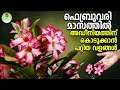 ഫെബ്രുവരി മാസം അദീനിയം ചെടികള്‍ക്ക് കൊടുക്കേണ്ട വളങ്ങള്‍.