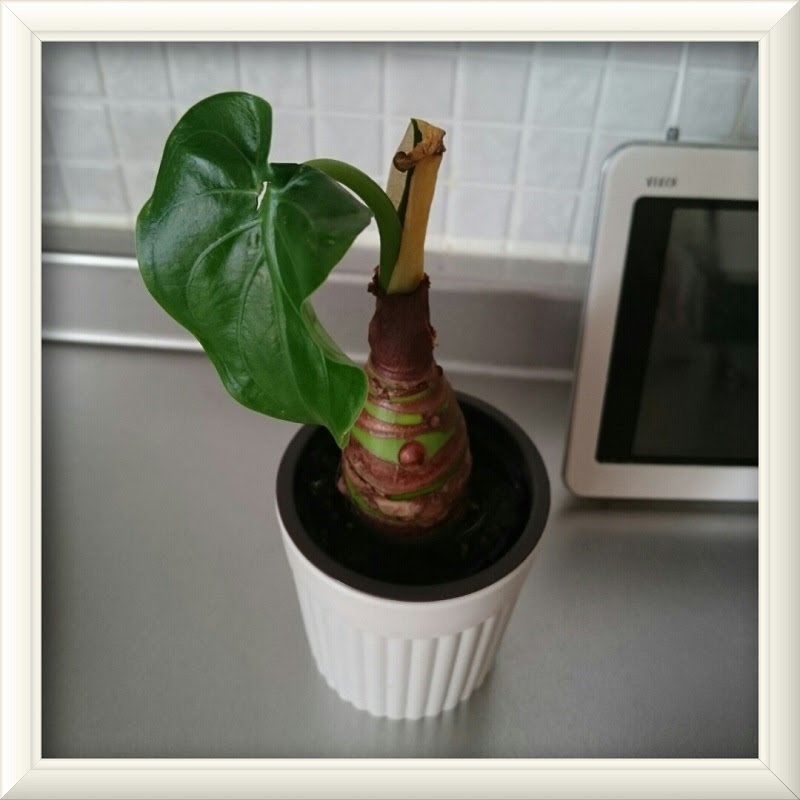 昔は7 000円も払った クワズイモ なのに 100円ショップで購入しました 元気になれぇ 近藤スパ太郎の Riding High