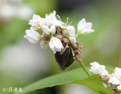 ソバの花