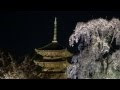 [最新] 東寺 夜桜 ライト アップ 352288