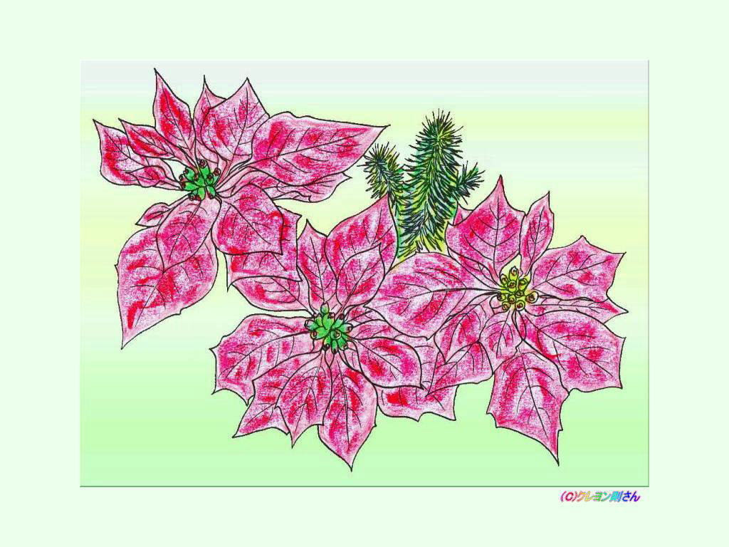 １２月２５日の誕生花のポインセチアの壁紙ー誕生花の塗り絵