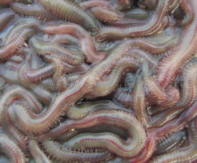 ゴカイ 画像 釣り餌 保存 方法 イソメ飼育 値段 食べるゴカイ イソメ 違い 動物