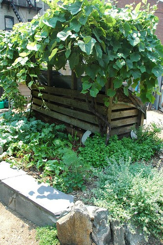 Compost Bin Grape Arbor