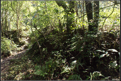 DSC09501