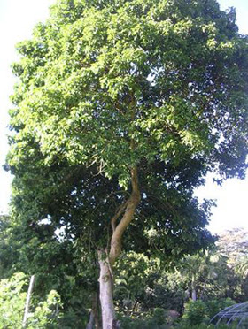 Almendrillo