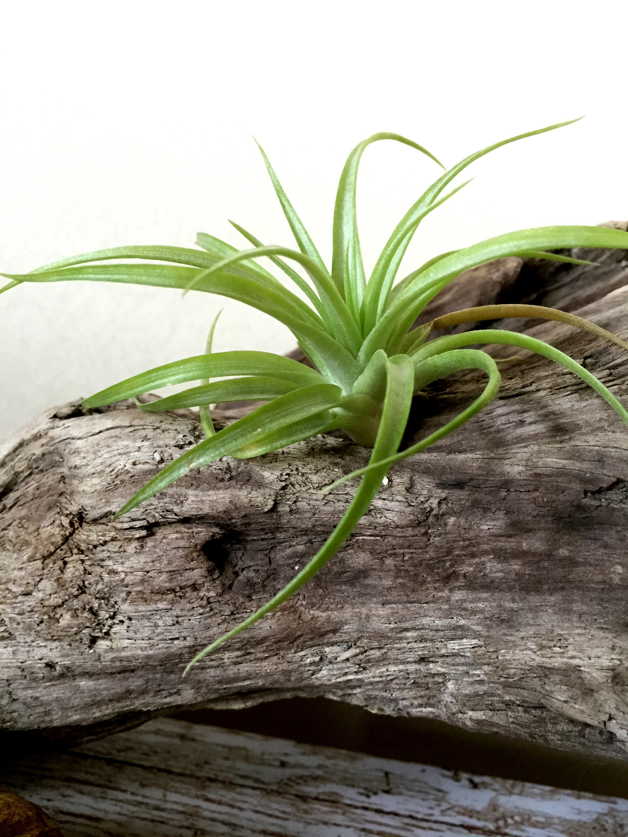 チランジア ブラキカウロス Tillandsia Brachycaulos 育て方 図鑑 Frontier Plants フロンティアプランツ