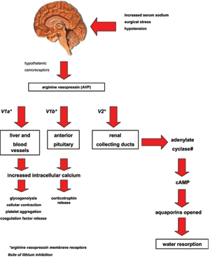 Diabetes Insipidus, Nephrogenic