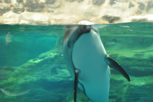 Osaka Aquarium Kaiyukan
